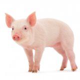 Bild: Motivationsseminar mit Christian Bischoff: Schwein gehabt! 